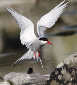 Arctic Tern