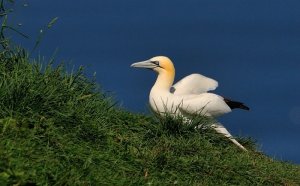 gannet