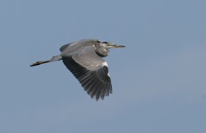 Grey Heron