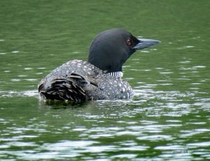 Common Loon