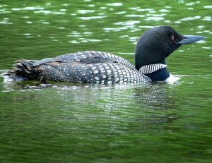 Common Loon