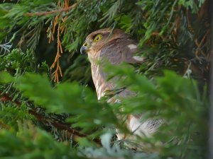 Just turned up - first juvenile Sparrowhawk of the year