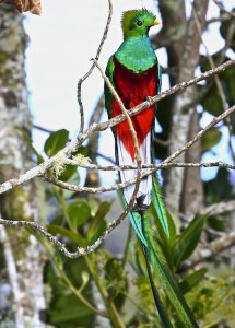 Resplendent Quetzal (male)