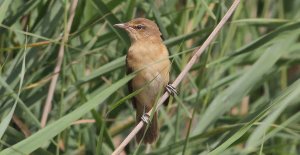 Great Reed Warbler, a rare bird in Brenne.