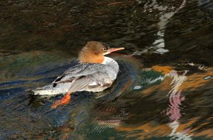 Goosander (female)