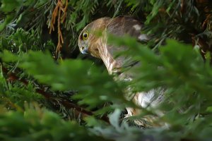 Sparrowhawk