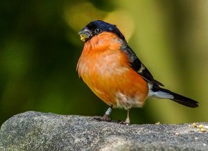 Male Bullfinch