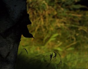 Black and white warbler in the shadows.