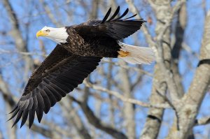 Bald eagle take-off