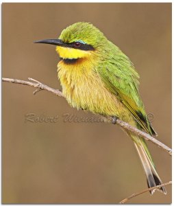 Little Bee-eater