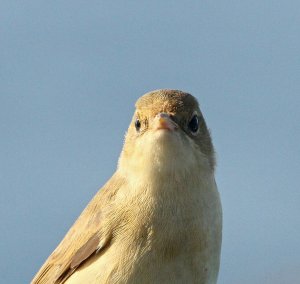 Marsh Warbler close-up