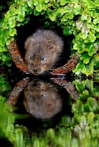 water vole