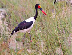 Saddle Billed Stork