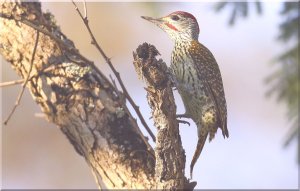 Bennett's Woodpecker