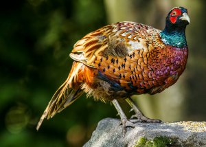 Pheasant