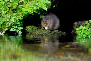 water vole