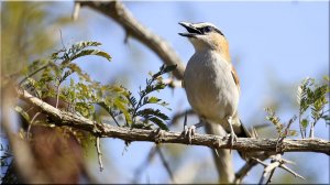 Black crowned Tchagra