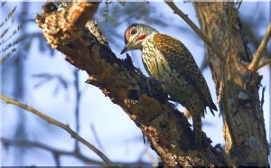 Bennett's Woodpecker