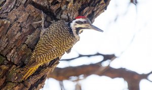 Bearded Woodpecker