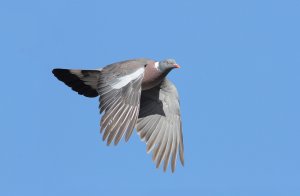 Woodpigeon