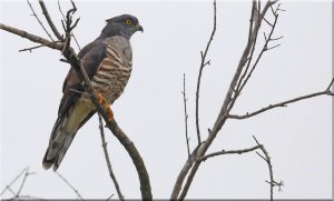 African Cuckoo Hawk