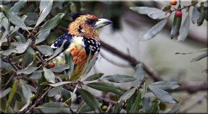 Crested Barbet