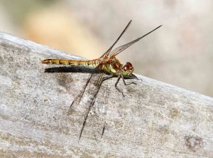 Common Darter