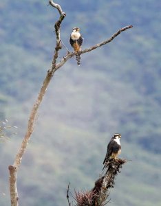 Aplomado Falcons