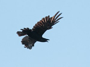 Scruffy Raven