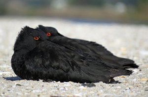 Variable Oystercatcher's