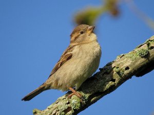 House Sparrow Female