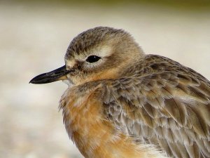 NZ Dotterel