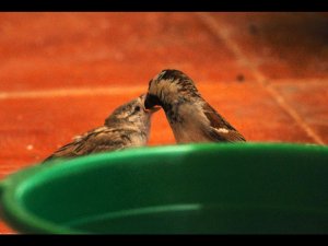 A male house Sparrow feeding his Baby
