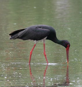 Black Stork