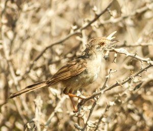 Graceful Prinia