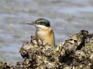 NZ Kingfisher