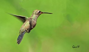 Broad-bill Hummingbird (F)
