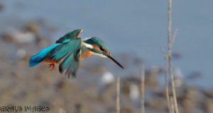 kingfisher taking off