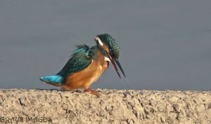 Kingfisher spitting out the bones