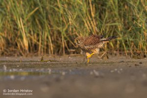 Common Kestrel