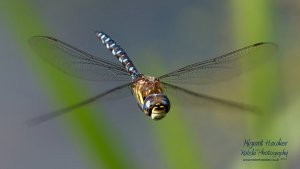 Migrant Hawker