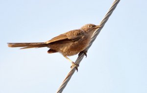 Arabian Babbler