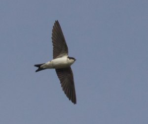 House Martin on the wing