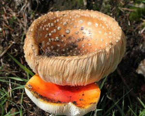 Fly Agaric