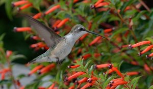 Humming Bird