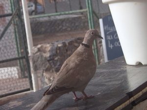 African Collared Dove