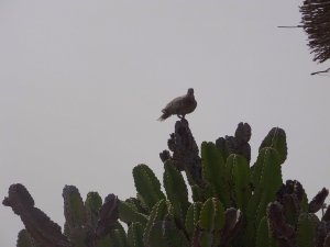 African Collered Dove