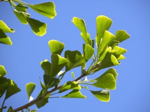 Gingko biloba