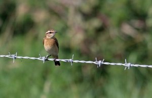 Whinchat