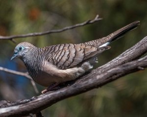 Peaceful Dove